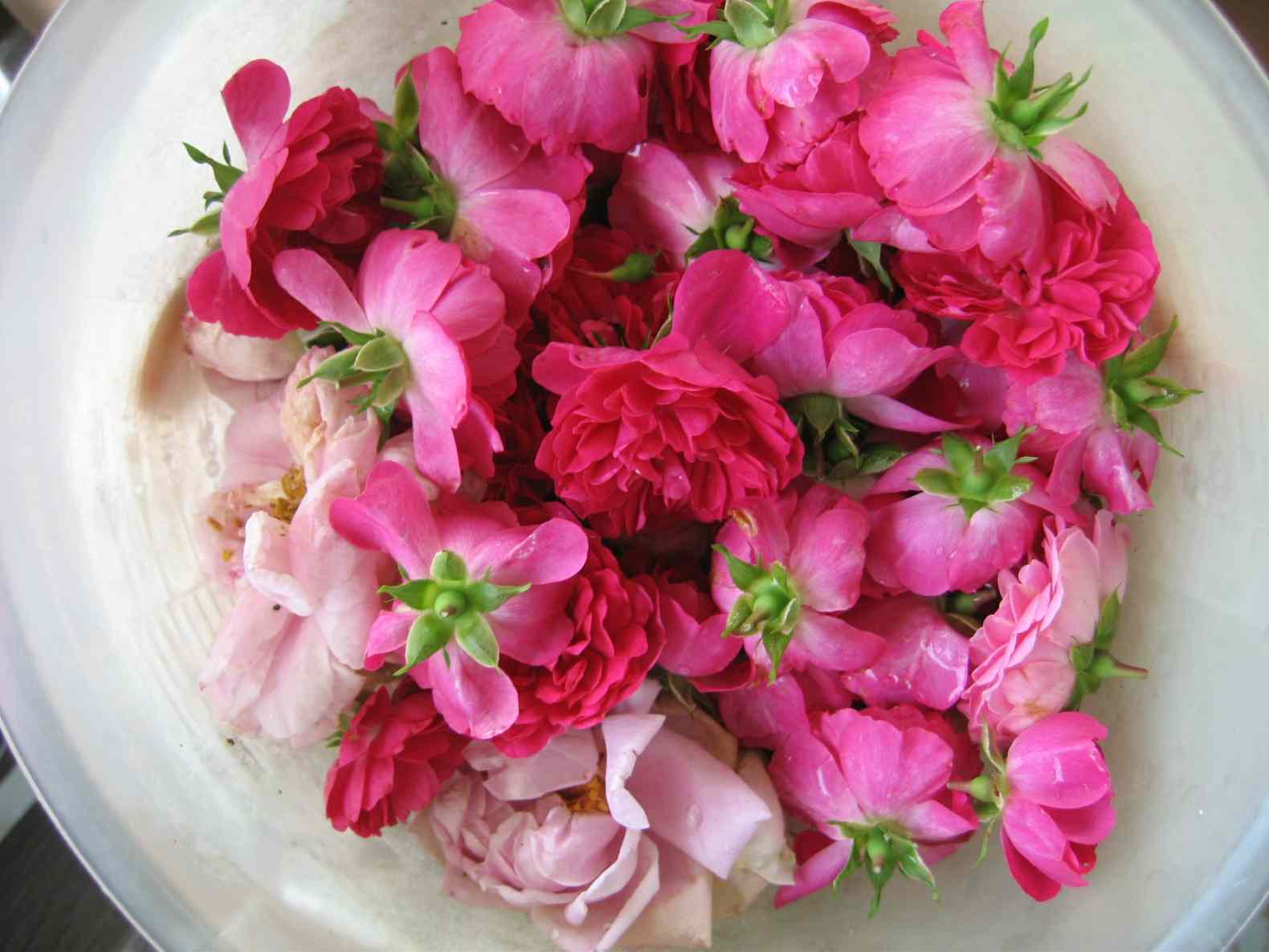 Rose water itself make DIY instructions Natural cosmetics from rose blossoms for the face