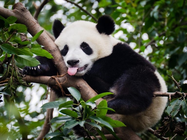 berliner zoo panda nachwuchs gute nachrichten