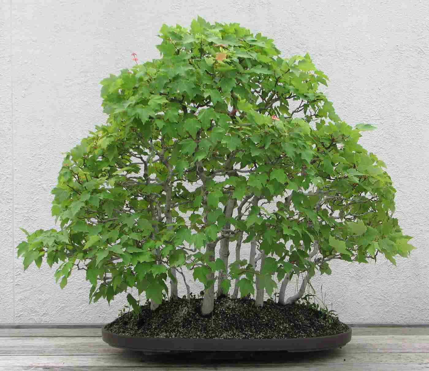 Bonsai Ahorn hat grüne Blätter Ideen für kleine pflegeleichte Topfpflanzen