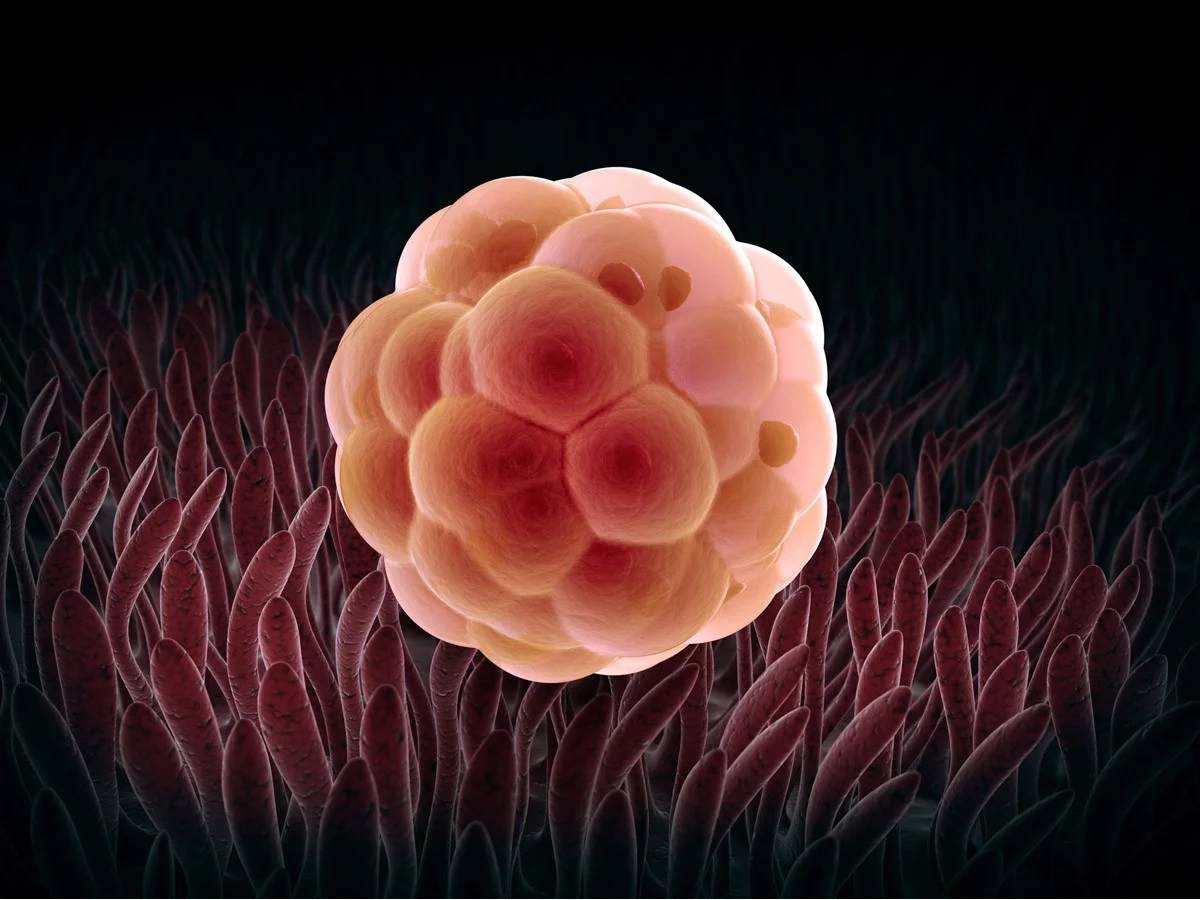 Embryo und Entwicklung des Fötus - Ist die Frau 1 Woche schwanger, erfolgt die Zellteilung