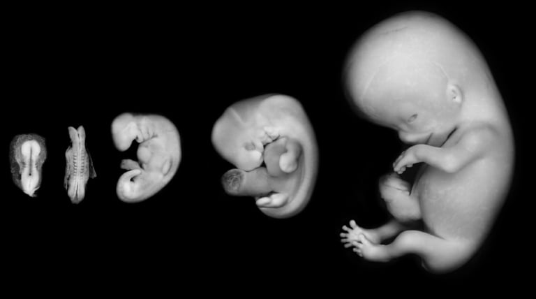 Embryo und Entwicklung des Fötus im Bauch je nach Woche mit Tabelle