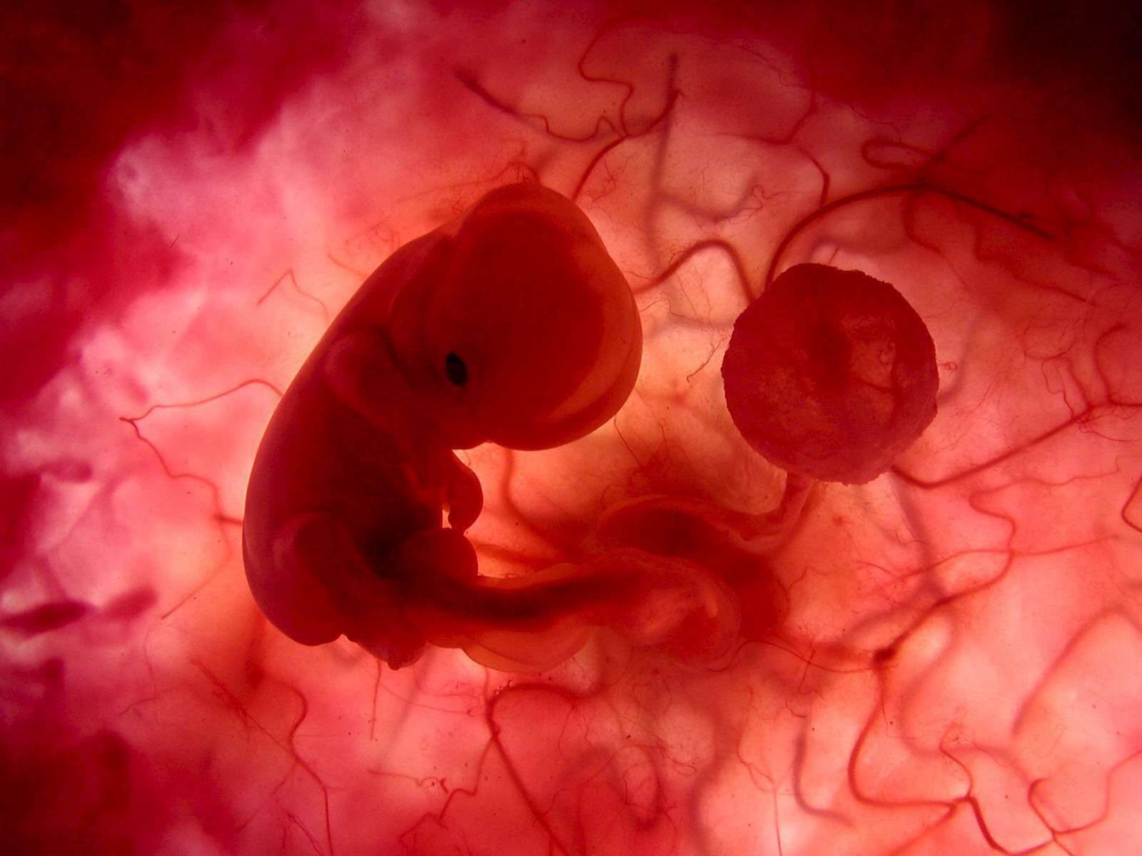 Entwicklung des Fötus - Der Embryo im Mutterleib mit Nabelschnur und Plazenta