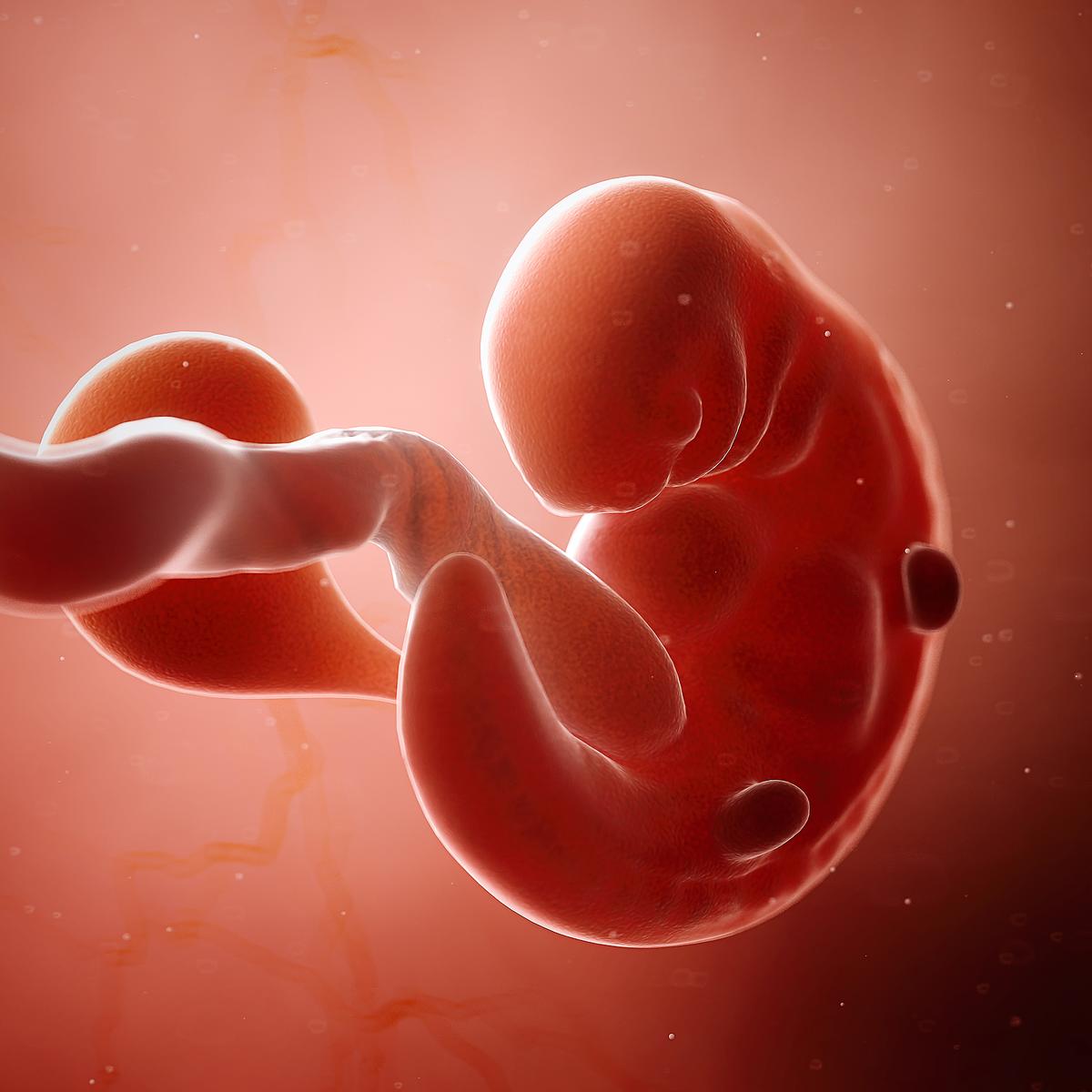 Entwicklung des Fötus - Der Embryo in der 6. SSW ähnelt einem Menschen noch nicht