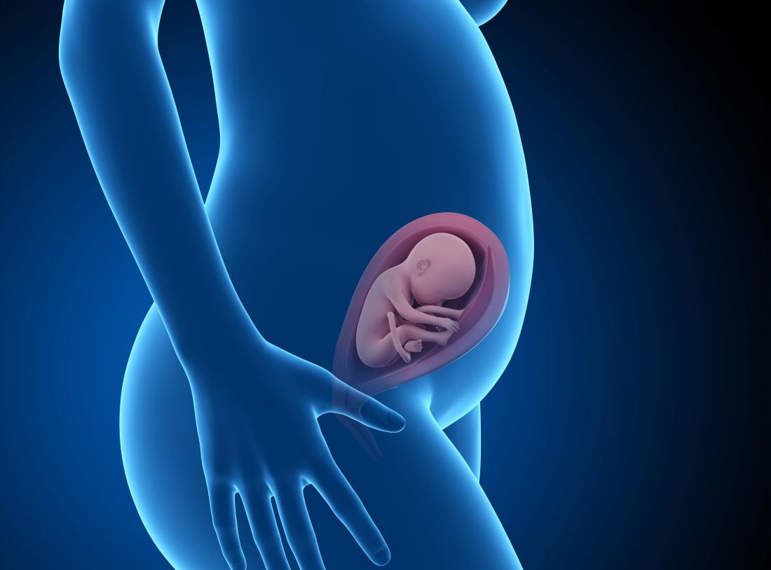 Entwicklung des Fötus im Bauch der Mutter - Welche Organe entstehen wann