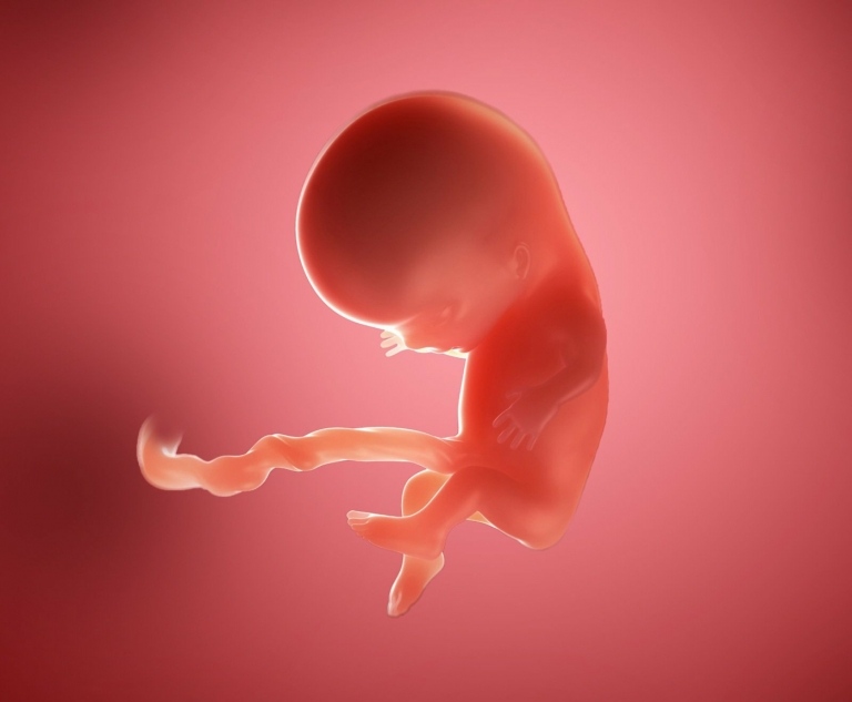 Entwicklung des Fötus und Embryo mit 10 Wochen - Arme und Beine sind entwickelt