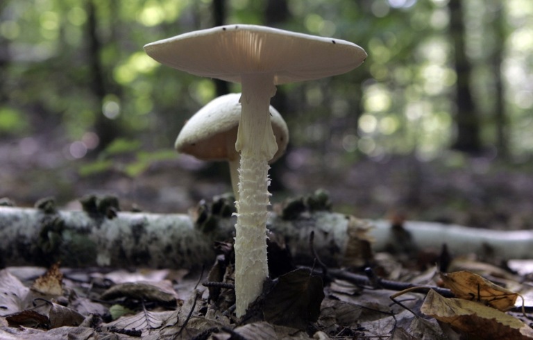 Giftige Pilze der Familie Wulstlinge haben weiße Farbe