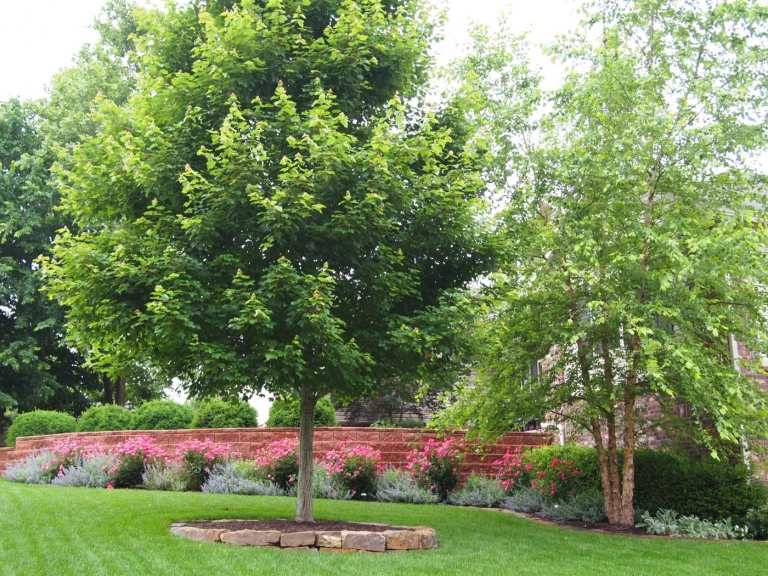 Rot-Ahorn Acer rubrum wird grün im Sommer Garten gestalten Sonnenschutz mit schnellwachsendem Baum in Gartenmitte