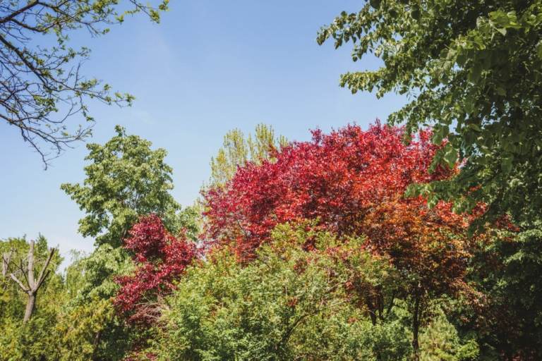 Rotahorn Baum Acer rubrum schnellwachsende Bäume für sonnigen Garten Krone in rot gefärbt Schattenspender für Terrasse