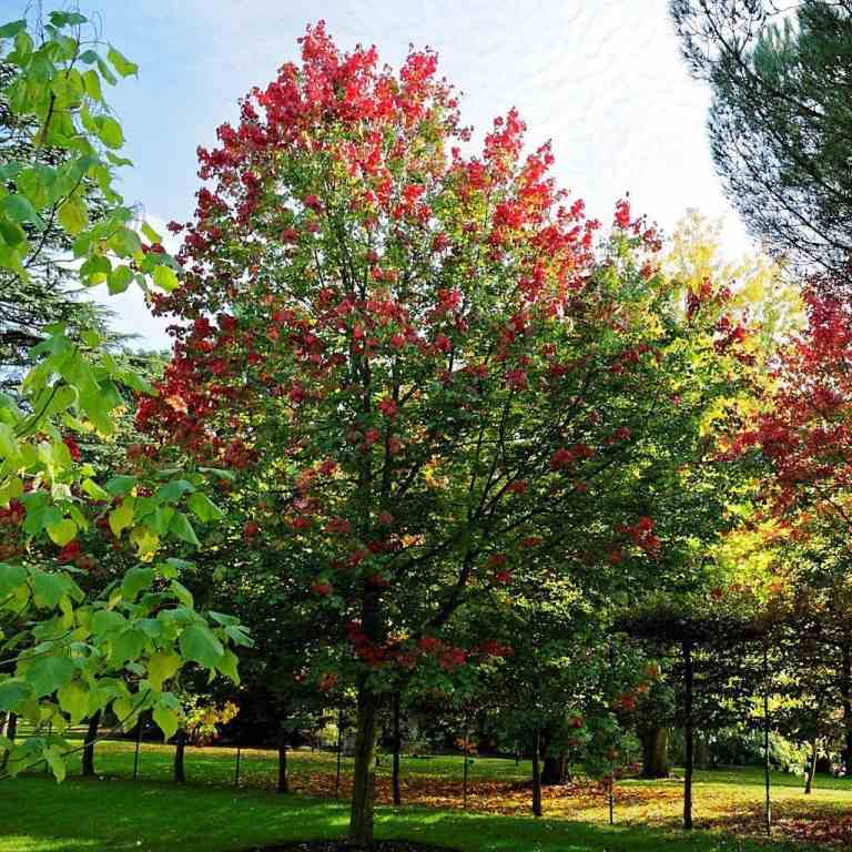 Rotahorn Pflege für Sorte October Glory im Herbst die Krone schneiden