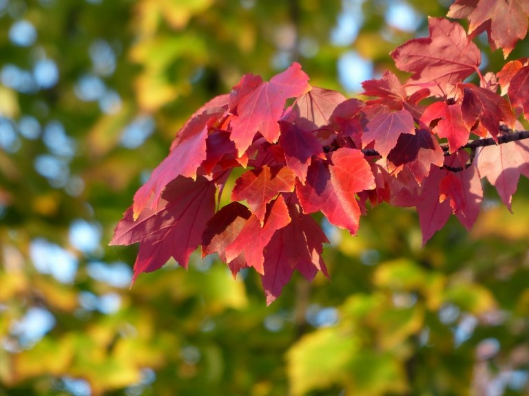Rotahorn der Sorte October Glory Blattwerk im Herbst wird rot gefärbt