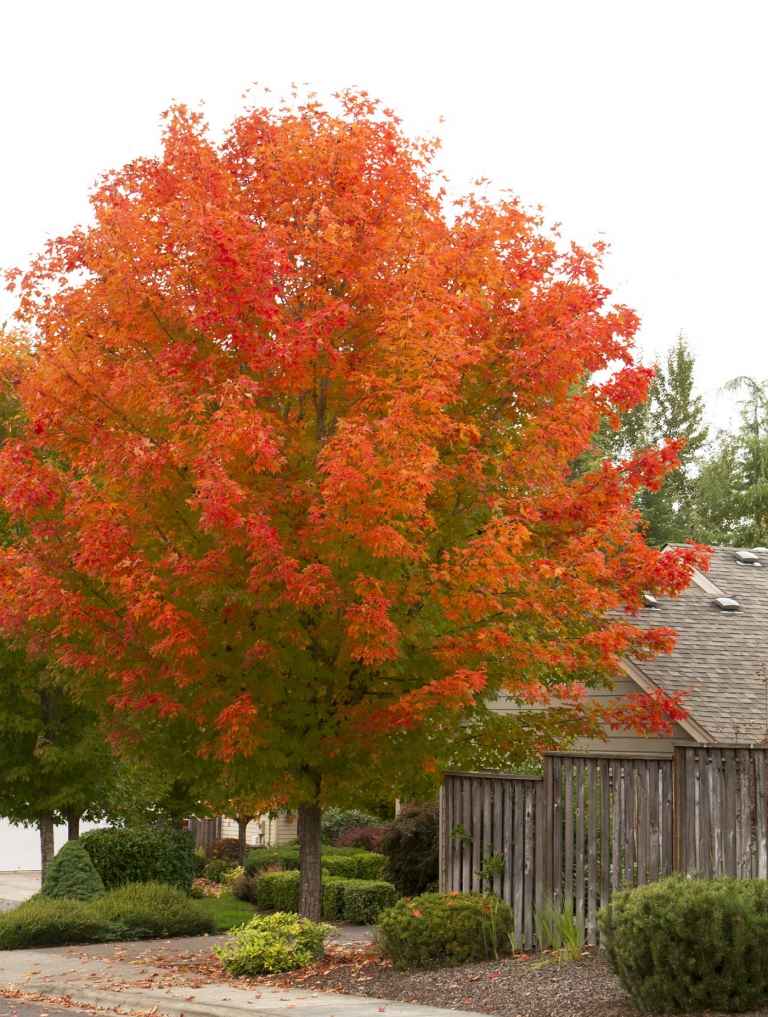 Rotahorn Acer rubrum im Vorgarten Pflege Tipps für schnellwachsenden Baum Standort wählen und umpflanzen