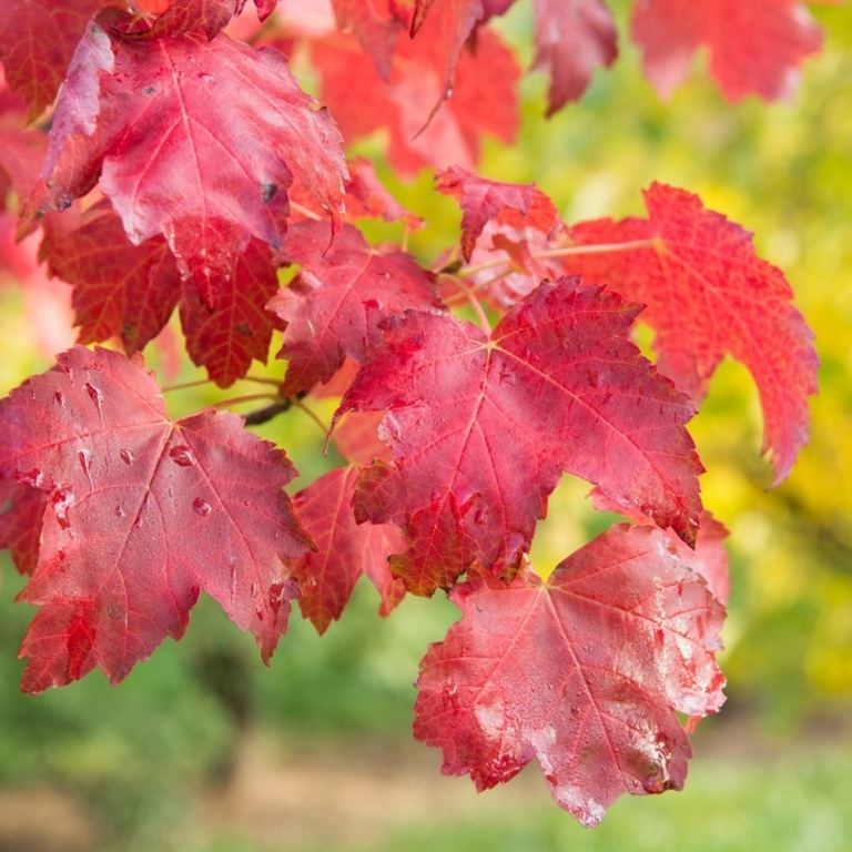 Roter Ahorn Acer rubrum Baumblätter im Herbst in rot gefärbt Zierbaum im Garten einpflanzen