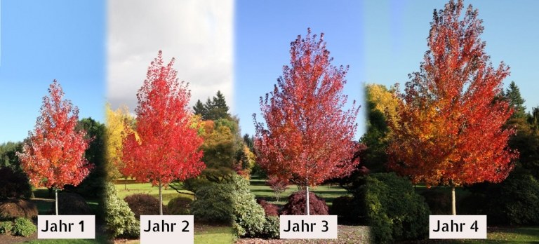 Roter Ahorn Acer rubrum schnellwachsende Bäume für Sichtschutz und Sonnenschutz im Garten Baum Krone schneiden
