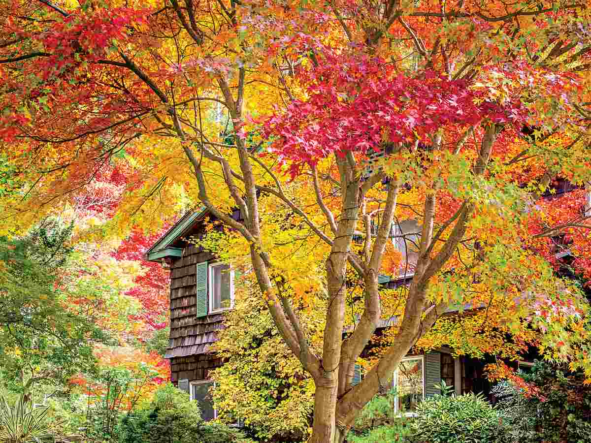 Roter Ahorn Baum schnellwachsend und mit roten Blättern im Herbst für Sichtschutz und Sonnenschutz im Vorgarten neben Haus