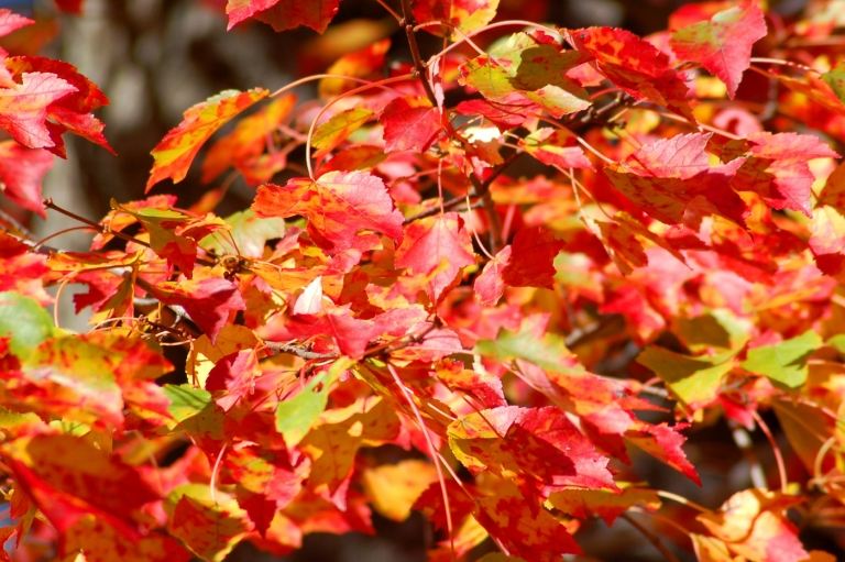 Roter Ahorn im Herbst wird von grün rot gefärbt Zierbaum für Garten Pflege Tipps und Anleitung zum Vermehren