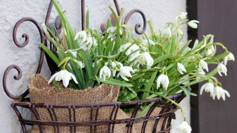 Schneeglöclchen am Balkon Winterblumen für Wintergarten bepflanzen Ideen
