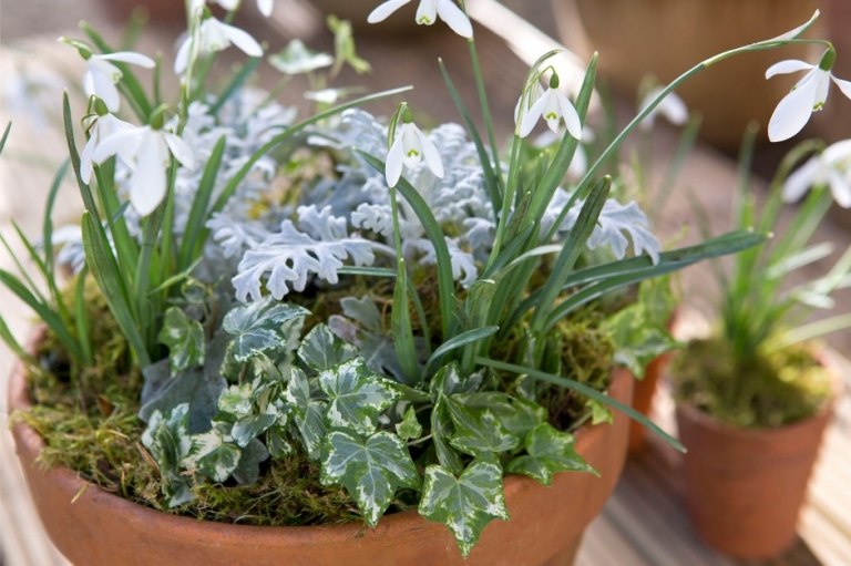Winterblumen für Balkon Schneeglöckchen und Efeu und Moos und Silberblatt kombinieren