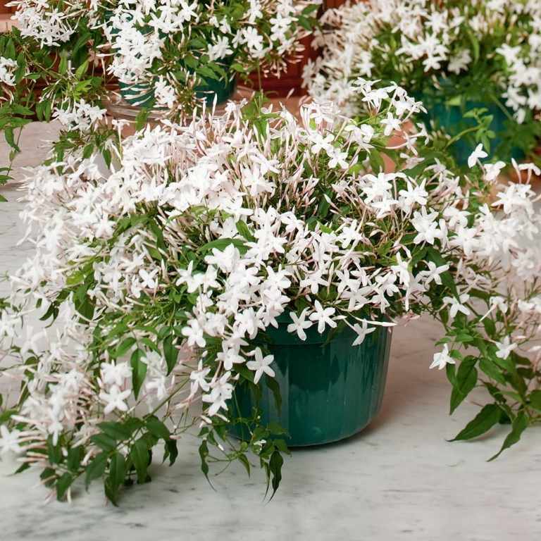 Winterjasmin in Weiß im Pflanztopf einpflanzen Balkonpflanzen im Winter draußen lassen