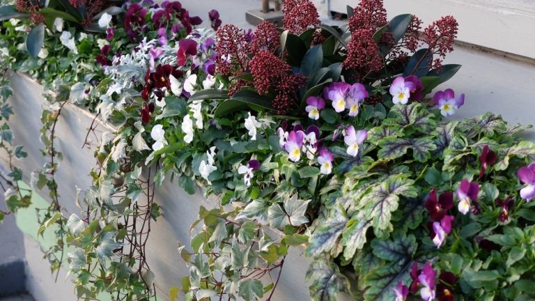 Stiefmütterchen und Skimmie und Efeu und Purpurglöckchen in Balkonkästen draußen bepflanzen Winterblüher für den Balkon