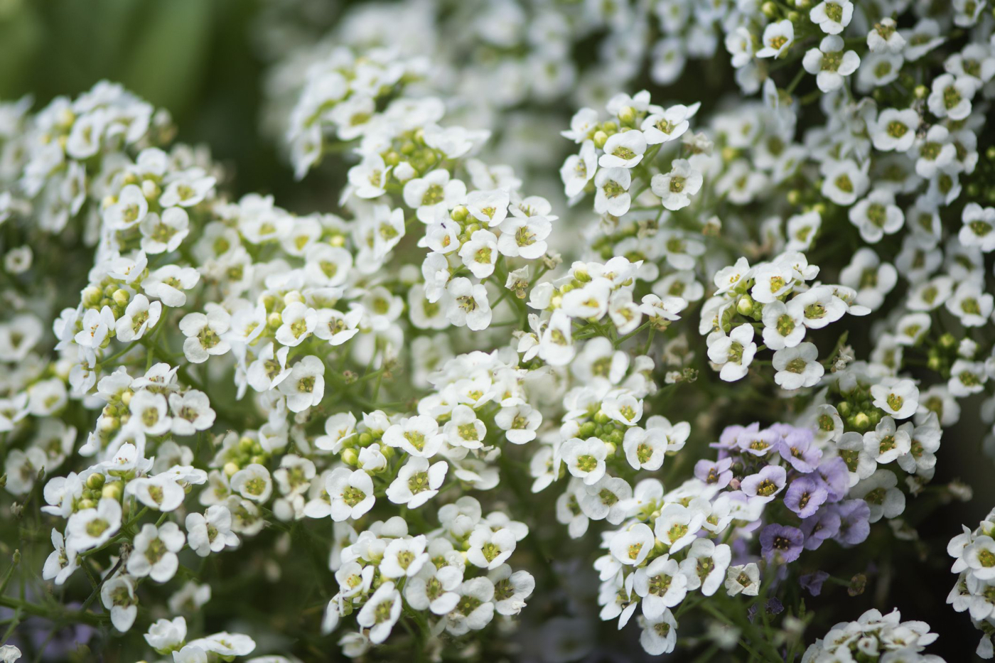 Winterblumen für Balkon