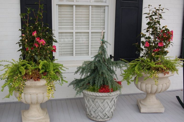 Kamelie und Geißblatt kombinieren Winterblüher für draußen auf der Terrasse und auf dem Balkon Amphora bepflanzen