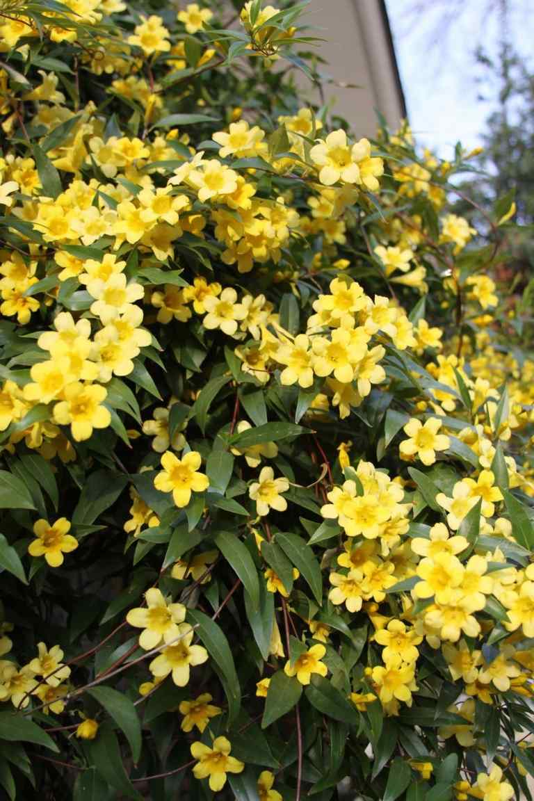 Winterjasmin mit gelben Blüten Winterblüher für draußen Liste von winterharten Pflanzen für Balkon und Garten