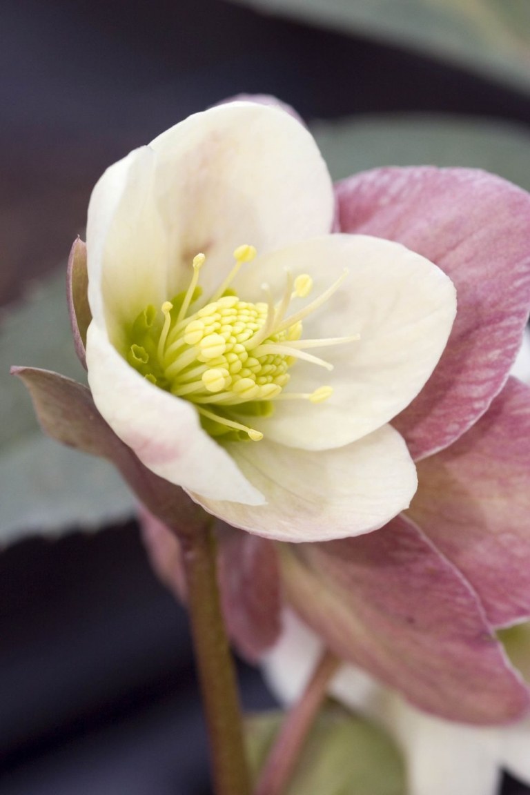 Lenzrose mit weißen Blüten ist eine winterharte Blume 