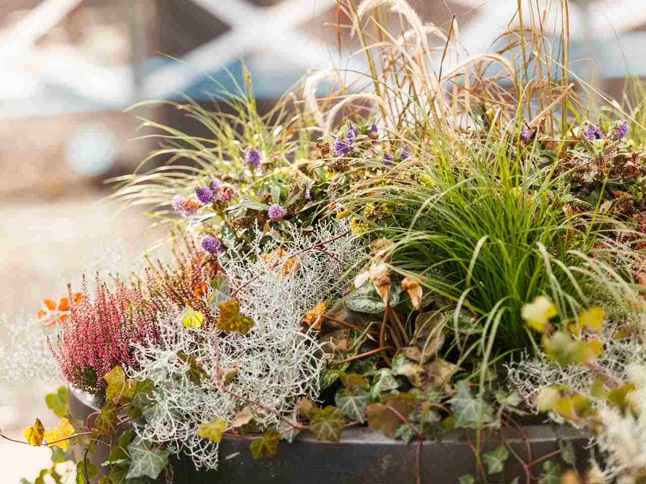 Winterblumen und immergrüne Ziergräser Efeu in Blumenkübel am Balkon bepflanzen