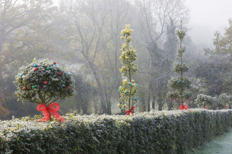Winterdeko Garten Heckenpflanzen dekorieren Außendeko mit Schleife und Christbaumkugeln in rot und grün