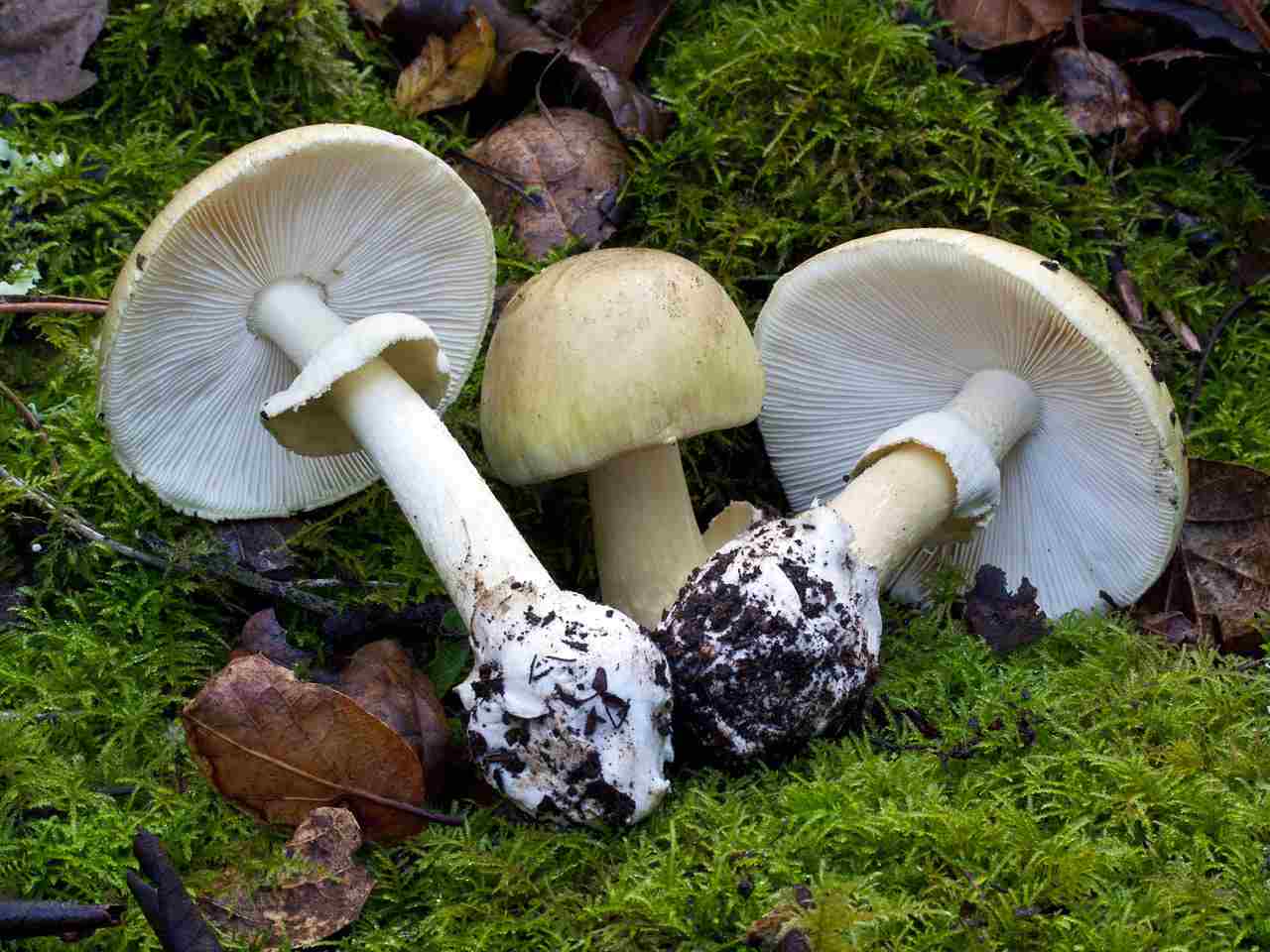 giftige Pilze grüner Knollenblätterpilz erkennen und vermeiden lernen