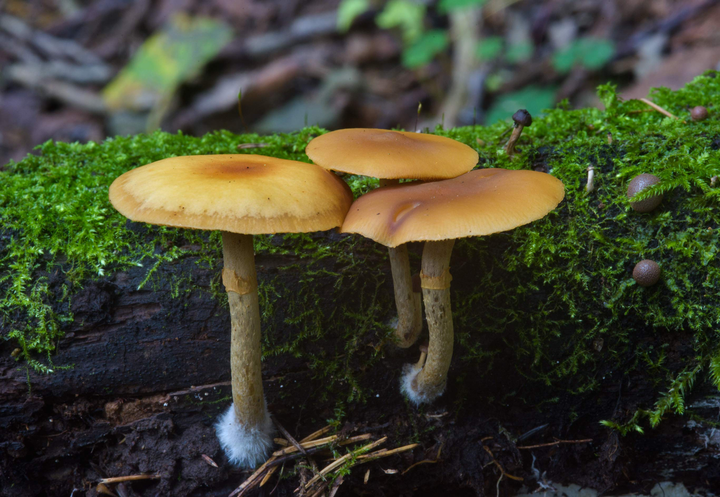 Giftige Pilze in Deutschland: 7 Pilzarten, die Sie vermeiden müssen!