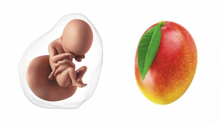 Das Baby ist in Schwangerschaftswoche 19 so groß wie eine Mango
