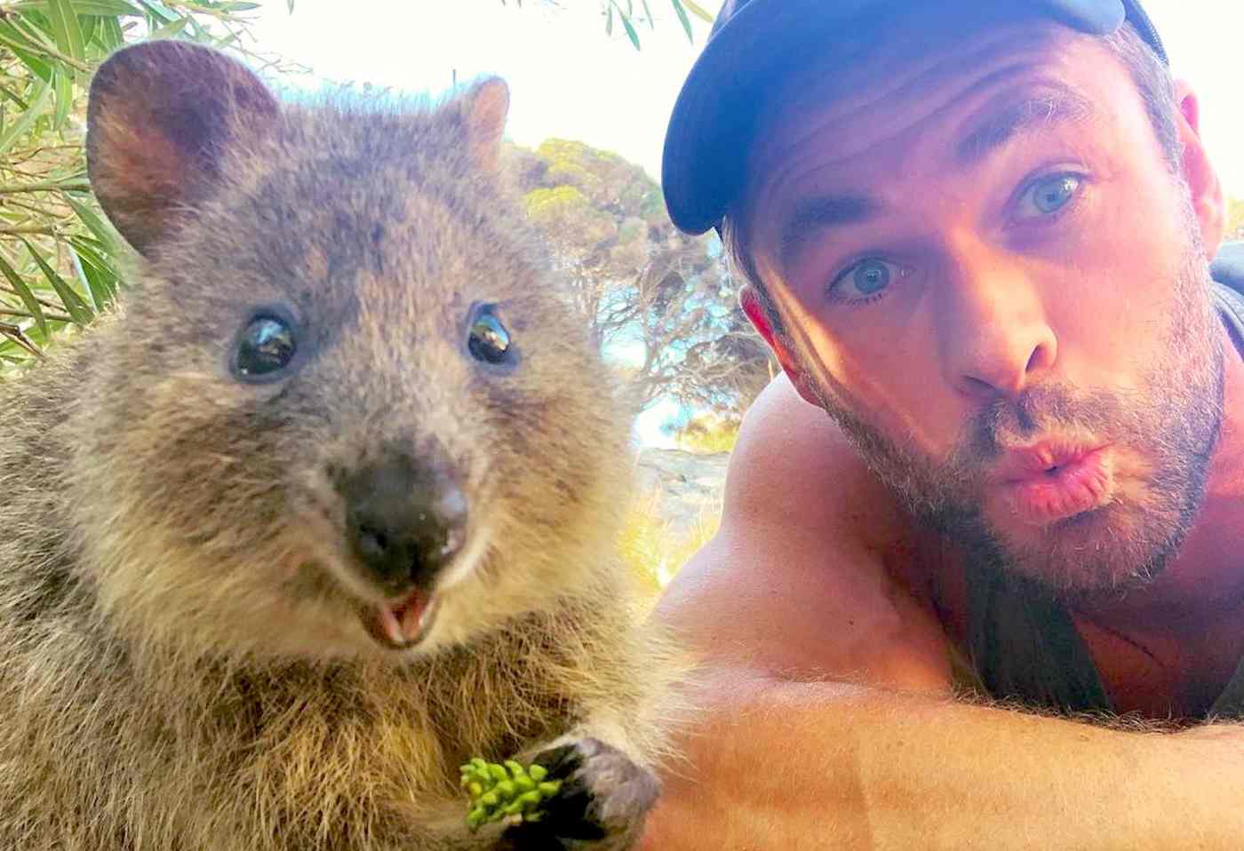 Selfie Quokka Promis machen Fotos mit den Tieren Chris Hemsworth