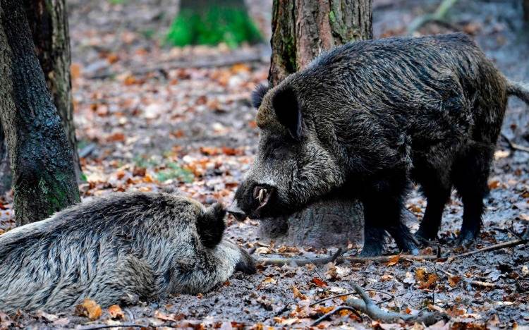 afrikanischae schweinepest ausbreitung jägerverbände versorgt in europa