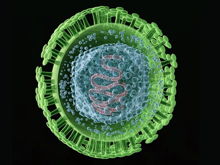animierte dartstellung vom herpes virus als auslöser von multipler sklerose
