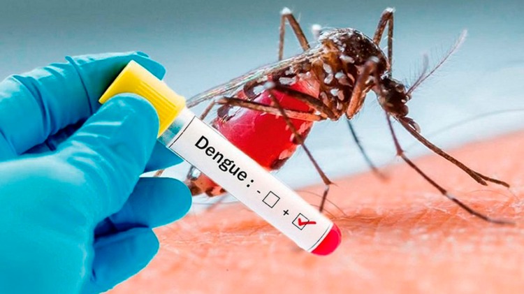 dengue fieber durch mücken verursacht neue fälle im jemen gemeldet vom roten kreuz