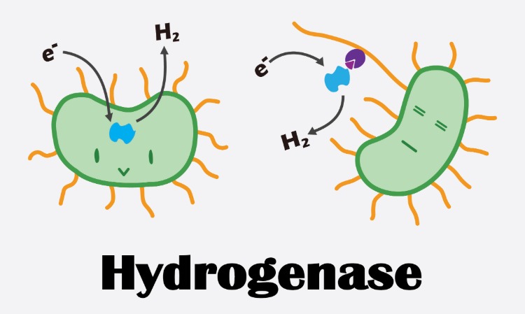 hydrogenase animierte darstellung mit biologischen zellstoffen und wassermolekülen