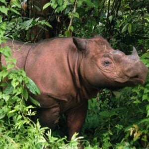 letztes sumatra nashorn in malaysia naturschutzgebiet gestorben an krebs