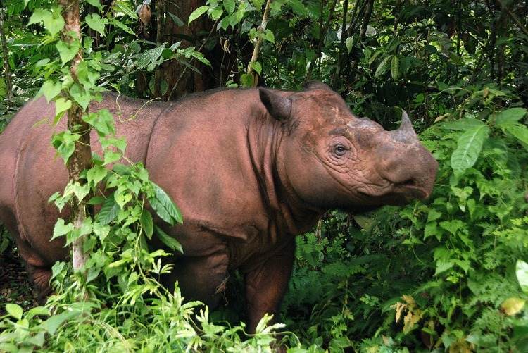 letztes sumatra nashorn in malaysia naturschutzgebiet gestorben an krebs