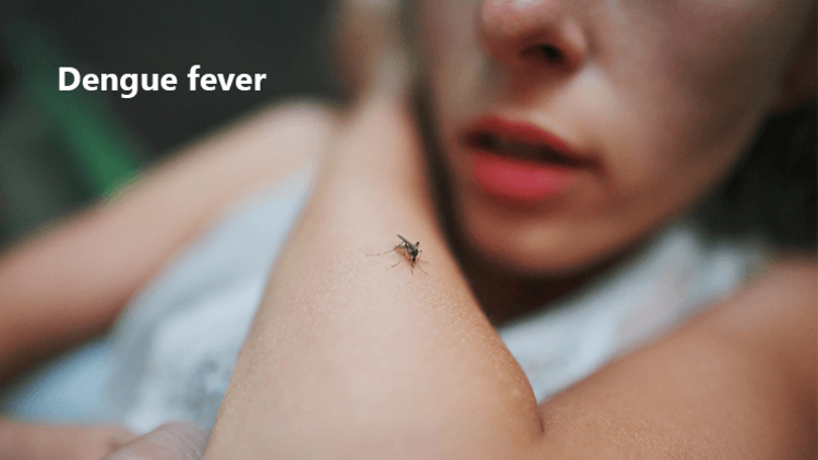 vorbeugen vom virus dengue fieber übertragen von mücken