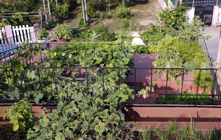 Garten am Dach anlegen Gemüse und Kräuter und Nutzpflanzen bepflanzen