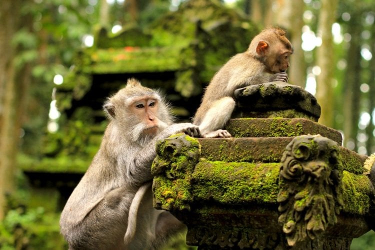 Monkey Forres in Bali Reise nach Indonesien Impfungen