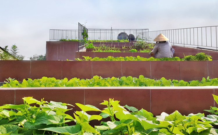 Nutzgarten am Dach anlegen Ideen für Dachterrasse auf mehreren Niveaus mit Gemüse bepflanzt