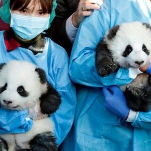 berliner zoo enthüllt namen und geschlecht von panda zwillingen