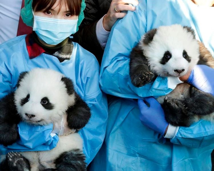 berliner zoo enthüllt namen und geschlecht von panda zwillingen