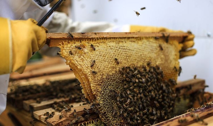 bienenwachs produktion von honig statt zucker von imker
