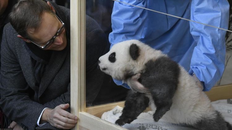 direktor vom berliner zoo begrüßt baby panda zwilling auf veranstaltung mit namengebung