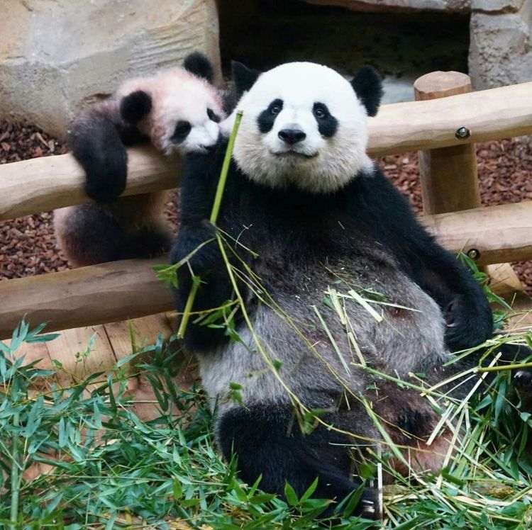 mutter panda und baby im tiergarten beim spielen und eukaliptus fressen