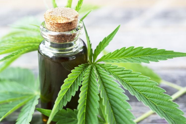 CBD Öl Cannabinoid aus der Hanfpflanze gewonnen