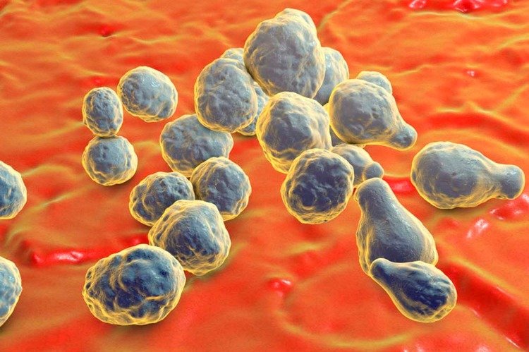 Cryptococcus neoformans krankeitserregende hefe 3d modell
